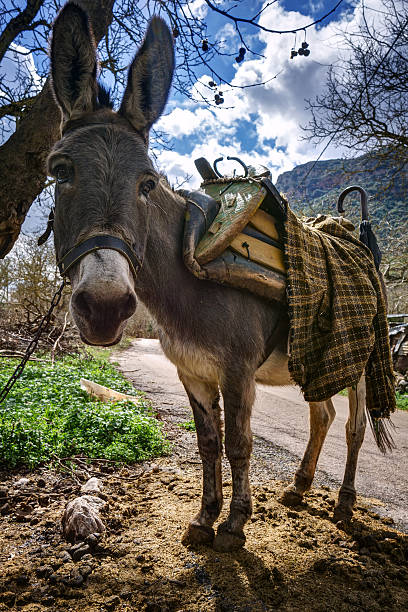 istock Cute donkey looking, with a traditional saddle 471604924