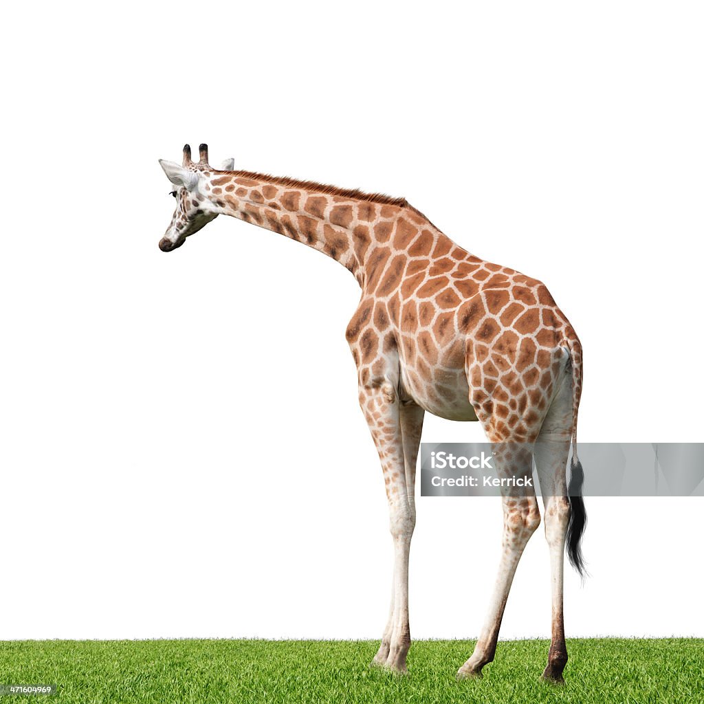 Giraffe isoliert auf weiss - Lizenzfrei Afrika Stock-Foto