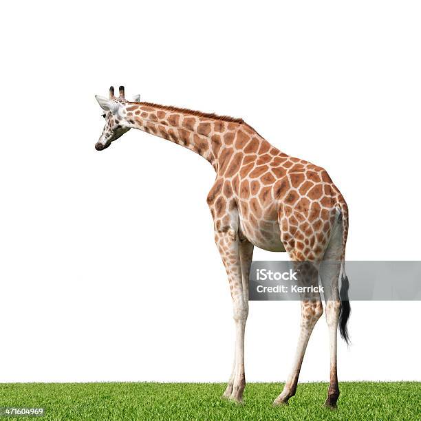 Giraffe Isoliert Auf Weiss Stockfoto und mehr Bilder von Afrika - Afrika, Fotografie, Freisteller – Neutraler Hintergrund