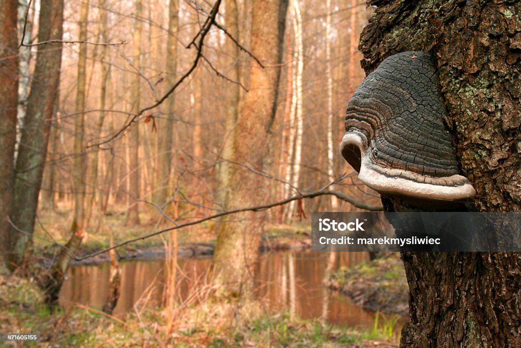 Fungo nella foresta - Foto stock royalty-free di Ambientazione esterna