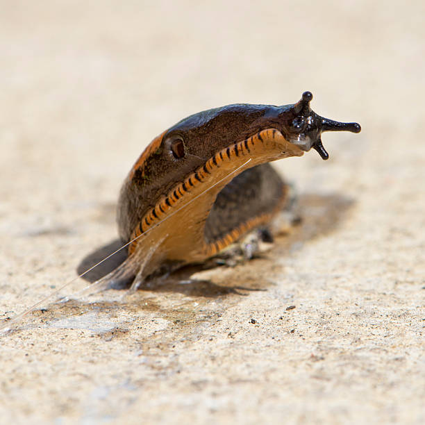 looks like it is a / garden variety slug / heading for garden