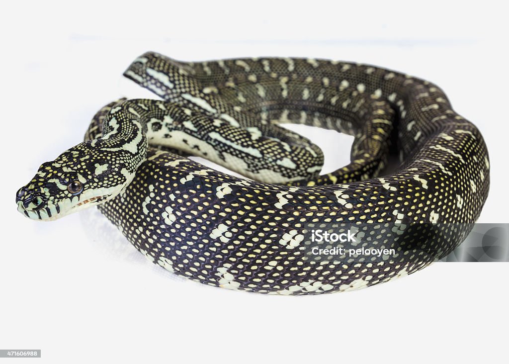 Diamond Python Full Size Python Diamon Stock Photo - Download Image Now - 2015, Animal, Carpet ...