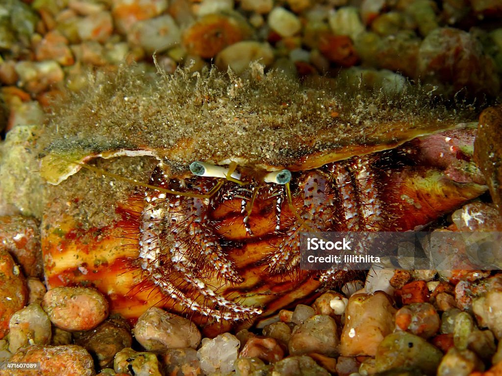 Reef Einsiedlerkrebs - Lizenzfrei Einsiedlerkrebs Stock-Foto