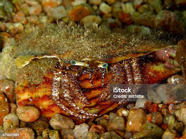 Reef Einsiedlerkrebs Stockfoto und mehr Bilder von Einsiedlerkrebs - Einsiedlerkrebs, Erforschung, Extreme Nahaufnahme