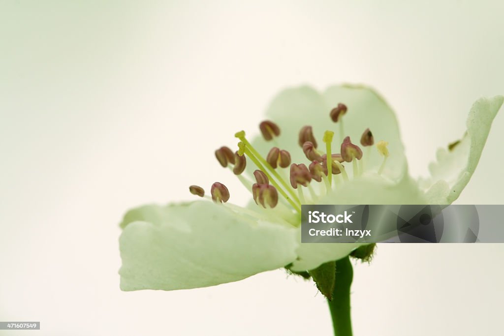 Крупным планом из Груша цветок в дикой природе - Стоковые фото Без людей роялти-фри