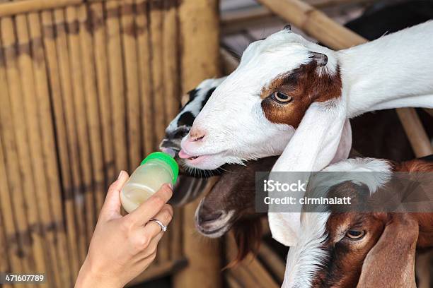 Photo libre de droit de Nourrir De Lait banque d'images et plus d'images libres de droit de Aliment - Aliment, Blanc, Boisson