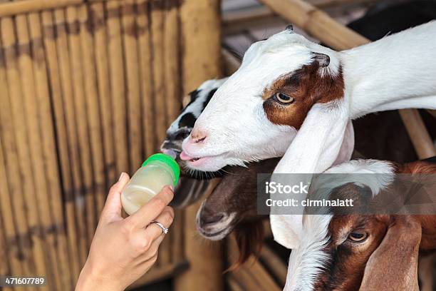 Nutrizione Del Latte - Fotografie stock e altre immagini di Animale - Animale, Bestiame, Bianco
