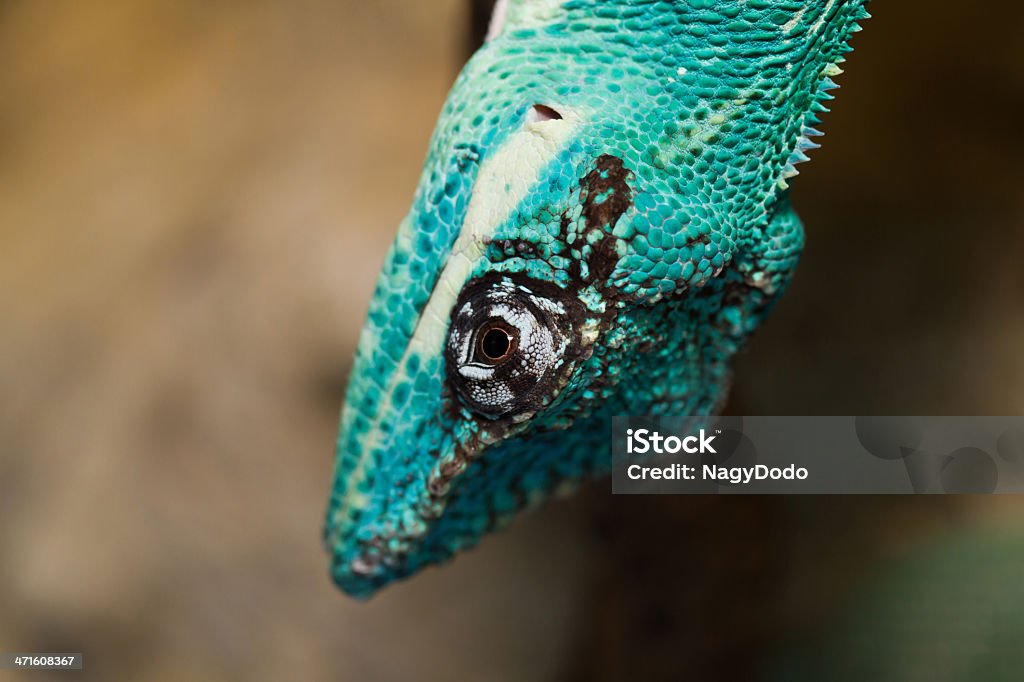 Knight Anole - Foto de stock de Agressão royalty-free