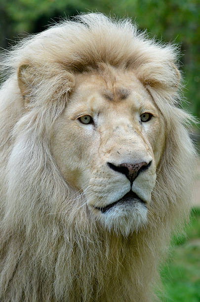 istock Portrait of white lion 471608883