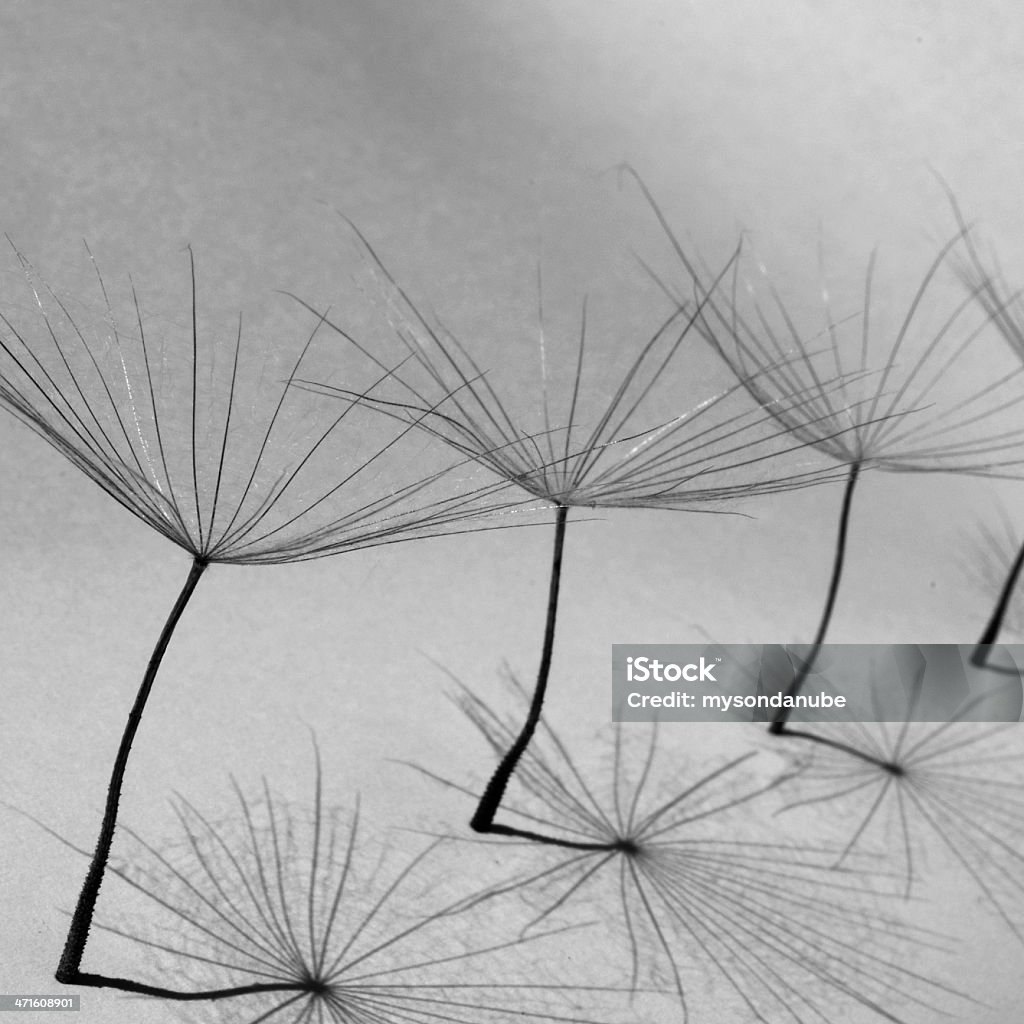 Schwarz und Weiß abstrakte Löwenzahn leafs wie Sonnenschirme - Lizenzfrei Bildhintergrund Stock-Foto