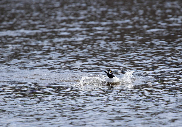 istock Goldeneye landing on a lake 471609252