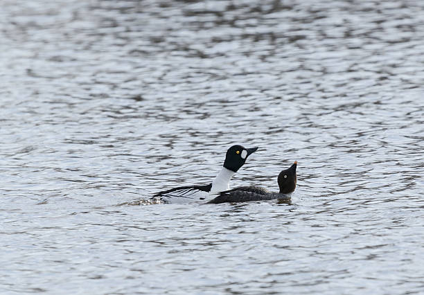 Goldeneye couple mating stock photo