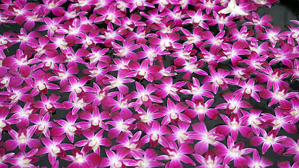 istock purple orchid floating in water abstract spa and relaxation 471609494