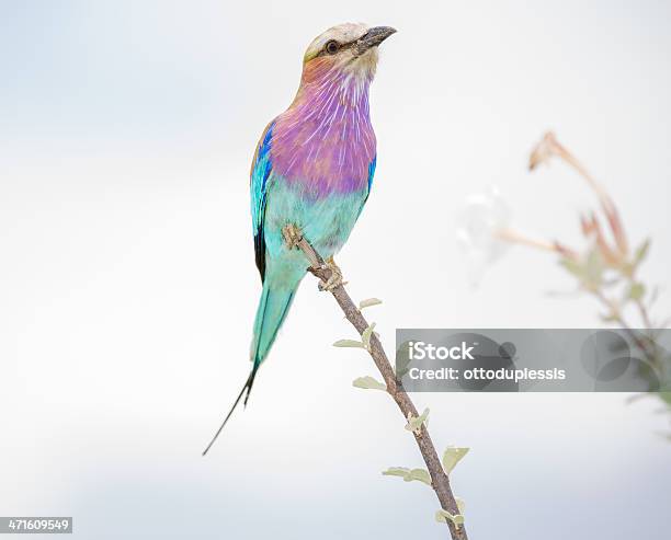 Photo libre de droit de Rollier À Longs banque d'images et plus d'images libres de droit de Afrique - Afrique, Animaux de safari, Animaux à l'état sauvage