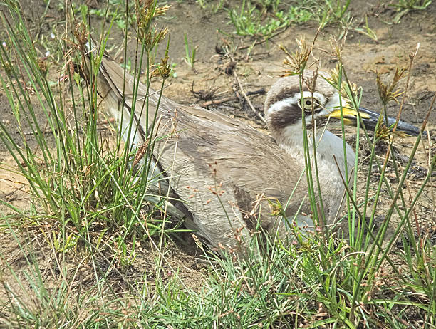 A Thick-knee tries to lure intruders away from its eggs by pretending to have a broken wing and trying to tempt the intruder to try to follow it - away from the eggs lying on the ground near some grasses.