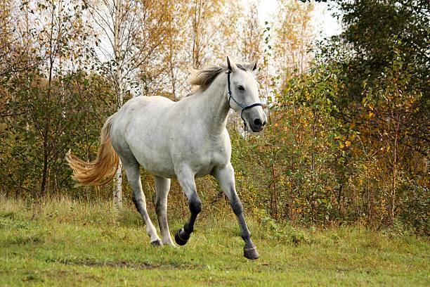 istock White horse galloping free in autumn 471609614