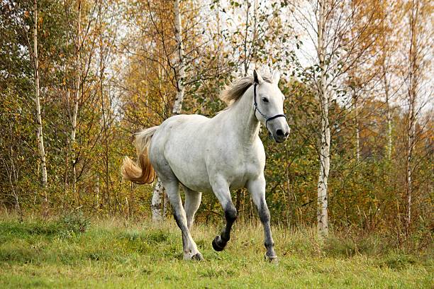 istock White horse galloping free in autumn 471609622