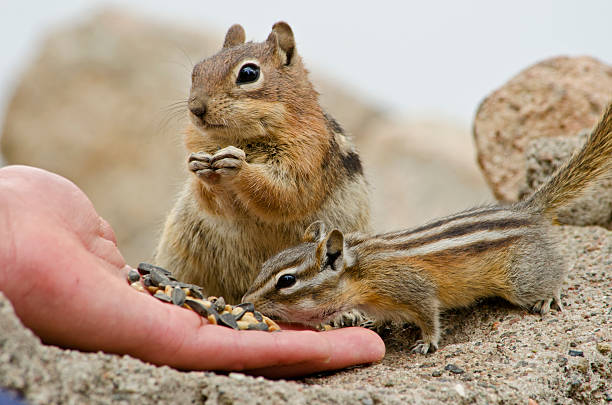 squirrel collecting seeds