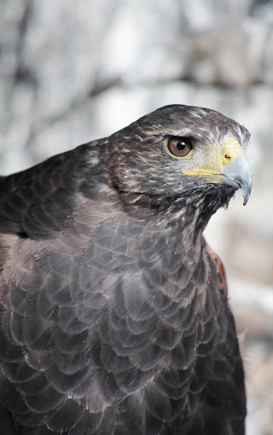 Harris's Hawk stock photo