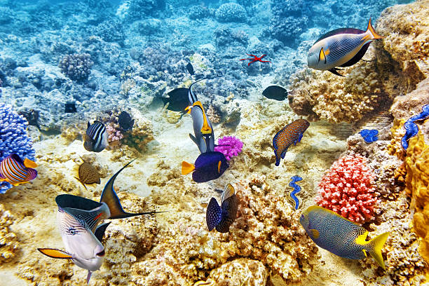 istock Underwater world with corals and tropical fish. 471609780