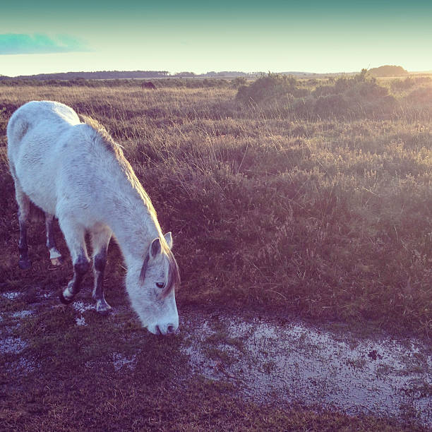 new forest pony einen stream - horse drinking ditch england stock-fotos und bilder