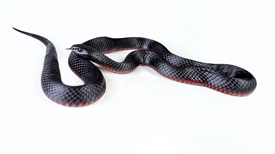 A red bellied black snake (Pseudechis porphyriacus) up close on a white background