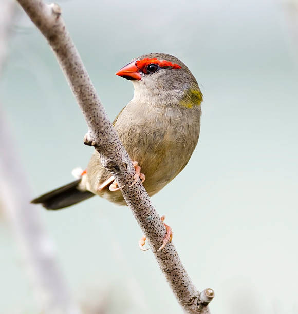 Red-browed finch stock photo