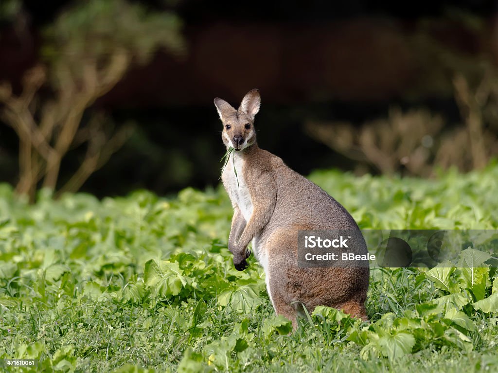オーストラリアワラビー草を食べる - オーストラリアのロイヤリティフリーストックフォト