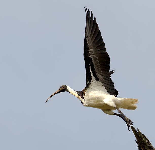 Ibis take-off stock photo