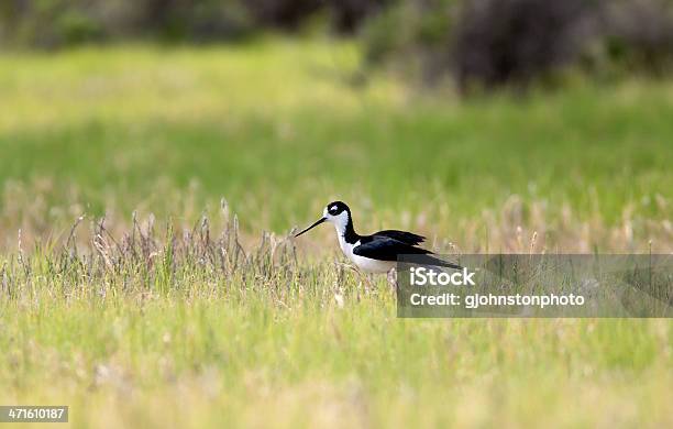 Mały Czarny Necked Stilt - zdjęcia stockowe i więcej obrazów Bagno - Bagno, Biały, Brzeg wody