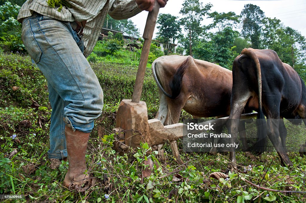 Indian agricultor com Oxes Plowing campo de arroz - Foto de stock de Adulto royalty-free