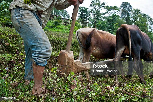 Foto de Indian Agricultor Com Oxes Plowing Campo De Arroz e mais fotos de stock de Adulto - Adulto, Agricultor, Agricultura