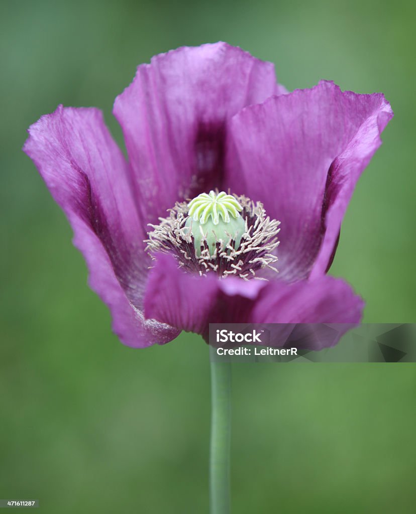 Purple poppy Purple poppy on a meadow with green background Beauty In Nature Stock Photo