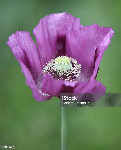 Foto de Roxo Papoula e mais fotos de stock de Beleza natural - Natureza - Beleza natural - Natureza, Cabeça da flor, Caule