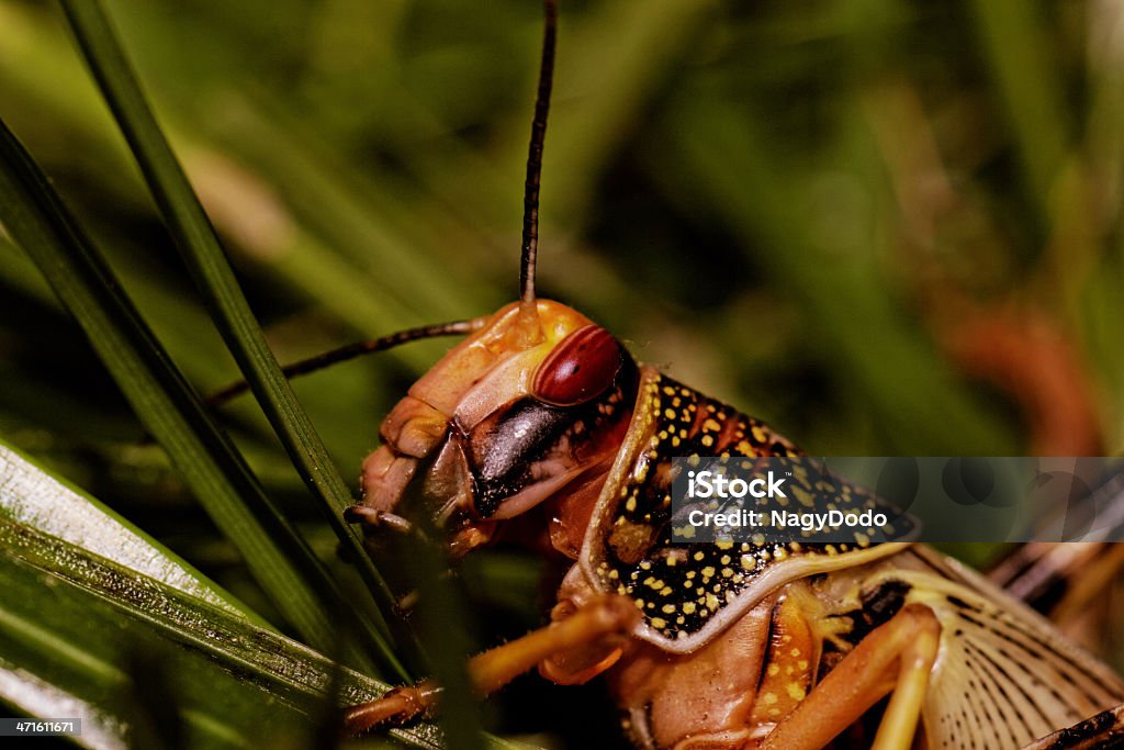 Jeden locust jedzenie - Zbiór zdjęć royalty-free (Bezkręgowce)