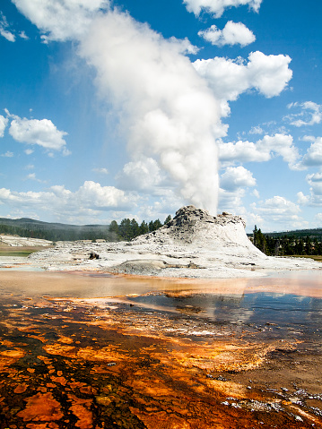 Castle Geyser, a famous thermal feature, erupts in Yellowstone's Upper Geyser Basin not far from Old Faithful Geyser. Heated water run off produces colonies of colorful thermophilic organisms as seen in the foreground.