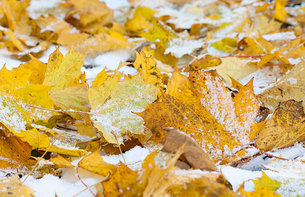 istock Yellow leaves on snow 471612275
