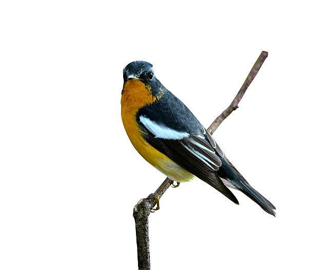 istock Cute Mugimaki Flycatcher nice details 471612293