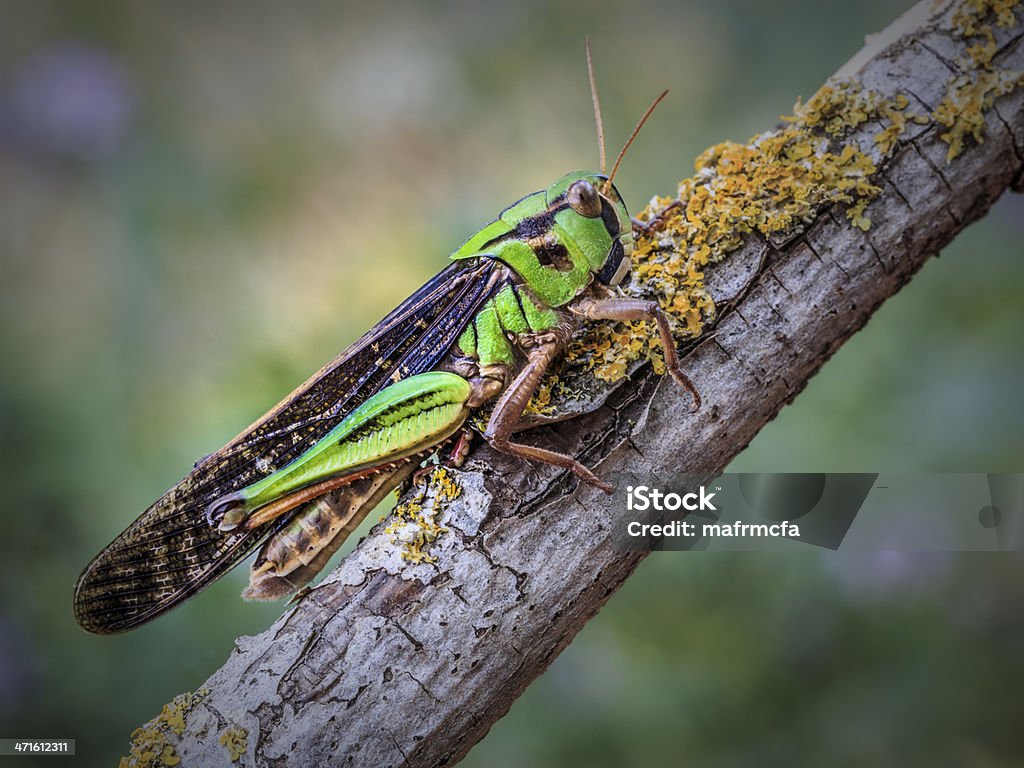 Grasshoper - Royalty-free Amanhecer Foto de stock