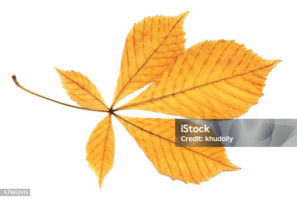 노란색 잎 0명에 대한 스톡 사진 및 기타 이미지 - 0명, 가을, 계절