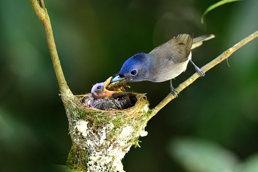 Mother of Black-naped Monarch or socalled black-naped blue flycatcher, hypothymis azurea, asian paradise flycatcher, feeding its chicks in the nest, mother day