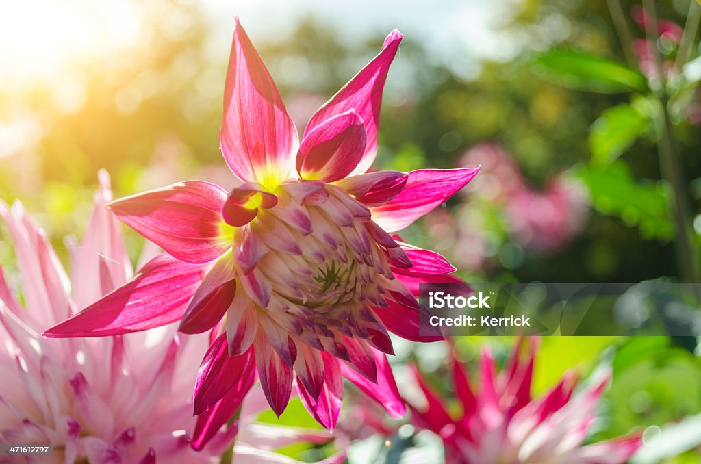 Bunte Dahlie im Sonnenlicht - Lizenzfrei Baumblüte Stock-Foto