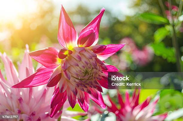 Bunte Dahlie Im Sonnenlicht Stockfoto und mehr Bilder von Baumblüte - Baumblüte, Blume, Blumenbeet