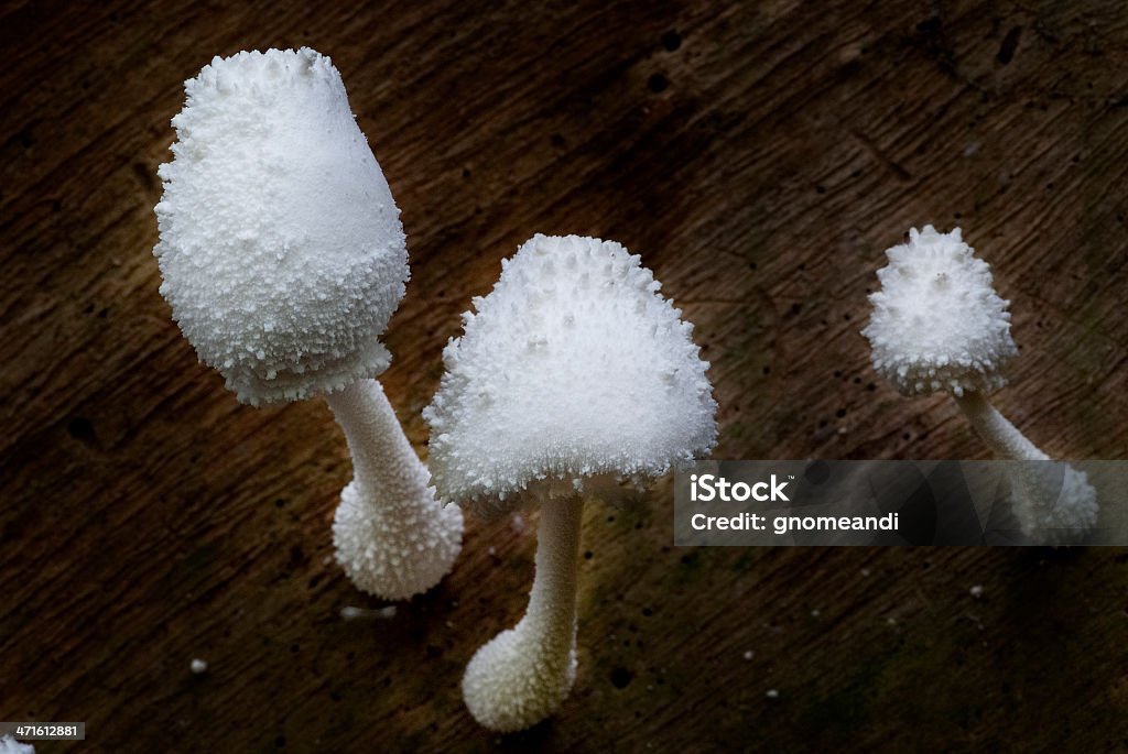 Дикая грибами - Стоковые фото Без людей роялти-фри