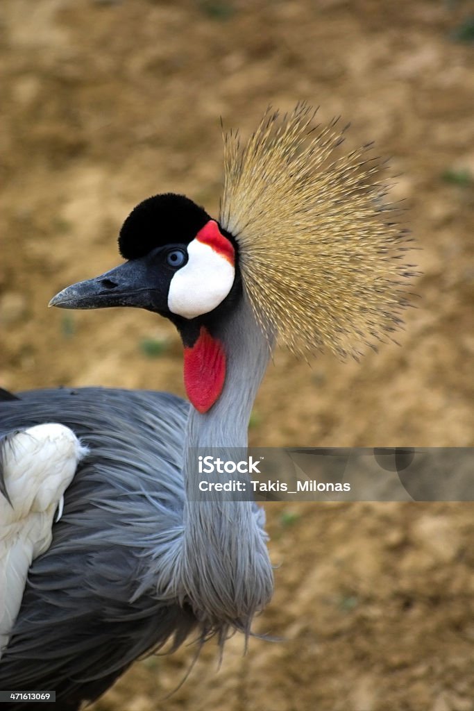 African crowned crane - Zbiór zdjęć royalty-free (Afryka)