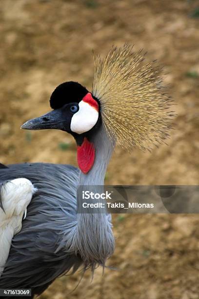 African Crowned Crane - zdjęcia stockowe i więcej obrazów Afryka - Afryka, Czerwony, Część ciała zwierzęcia