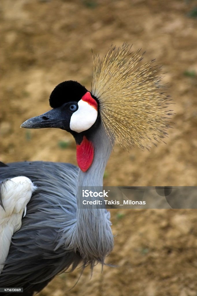 Grou-coroado-cinza - Royalty-free Animal Foto de stock