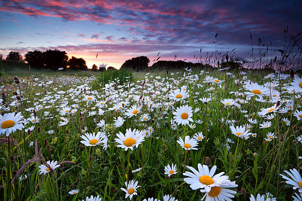 istock many daisy flowers on summer meadow 471613187