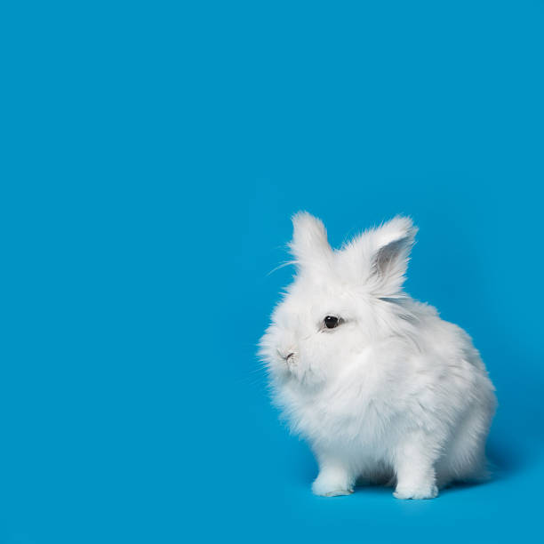 istock Video of white rabbit on blue screen 471613486