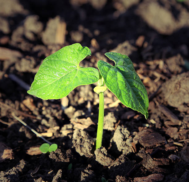 Bean sprout stock photo